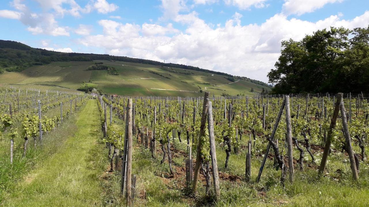Villa/Appartement Au Coeur Des Vignes *** Barr Exteriör bild